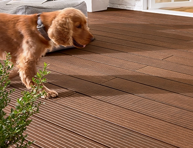 Eine braune Holzterrasse vor einem Haus. Ein Hund geht über die Terrasse, neben ihm stehen eine Gießkanne und eine grüne Pflanze.